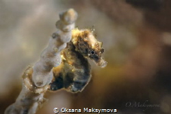 Pontoh's pygmy seahorse (Hippocampus pontohi)
 by Oksana Maksymova 